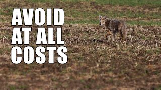 Coyote Hunts Birds  BBC Earth [upl. by Anirehc]