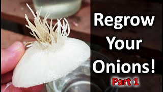 Regrow Onions From Another OnionNeed Proof  Vlog Part 1 of 5 [upl. by Asuncion220]