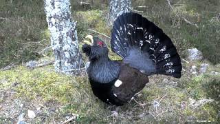 Wild Capercaillie display  Scotland Feb 2012 [upl. by Notlew938]