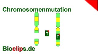 Chromosomenaberration [upl. by Gawlas]