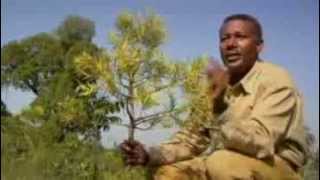 Agroecology in Ethiopia Converting Desert into HyperProductive Land [upl. by Sedicla239]