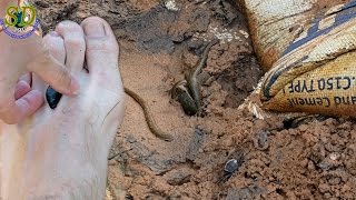 WOW The Biggest Leech In The World  Giant Leech  LEECH ATTACK [upl. by Ahseim]