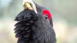 capercaillie [upl. by Dalila]