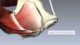 Perioral dermatitis QampA tips amp things to avoid Dr Dray [upl. by Eibbob709]