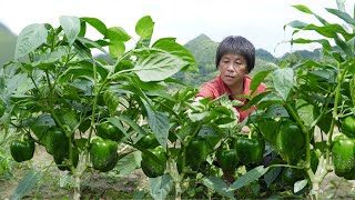 灯笼椒碧绿挂满枝，阿嬷做3道五彩家常菜，清甜脆嫩酸辣开胃bell pepper【闽湖阿嬷Fujian Grandma】 [upl. by Aronal]