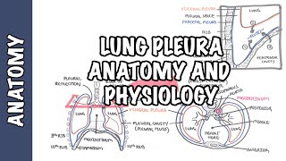 Lung Pleura  Clinical Anatomy and Physiology [upl. by Aldarcie]