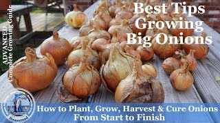 How to Grow Onions Harvest Onions amp Cure Onions from Start to Finish l Walla Walla Onions [upl. by Saw]