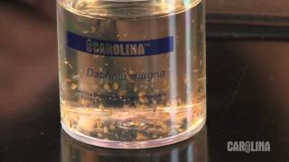 How to Care for Daphnia [upl. by Lerraf]