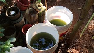 How to grow Green Water Algae [upl. by Zwart]