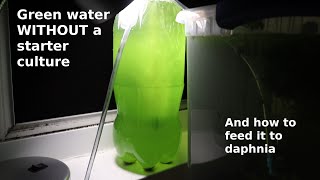 Green Water WITHOUT a Starter Culture  From Scratch  How To [upl. by Curnin]