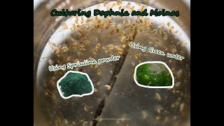 How To Culture Daphnia and Moinas using Green Water Spirulina powder [upl. by Garling]