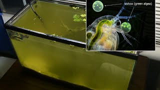 Raising Daphnia for the Freshwater Aquarium [upl. by Rai310]