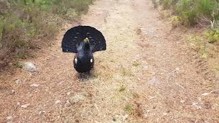 Capercaillie attack in the Scottish highlands [upl. by Vano11]