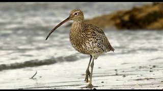 Birds of Ireland The Curlew amp its haunting song [upl. by Llerad]