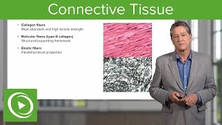 Connective Tissue – Histology  Lecturio [upl. by Anitel]