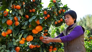 砂糖橘又多又红，像蜜一样甜，摘来做橘糕、麻薯和橘子酱早餐！Sugar Orange【闽湖阿嬷Fujian Grandma】 [upl. by Keppel]