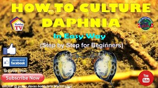 HOW TO CULTURE DAPHNIA In Easy Way [upl. by Aneela640]