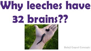 Why leeches have 32 brains  General Knowledge  Balaji Gopsel Concepts [upl. by Naitsyrk588]