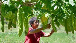 碧绿苦瓜条条挂，阿嬷做苦尽柑来和酸甜苦辣酱，清甜微苦解暑降火balsam pear【闽湖阿嬷Fujian Grandma】 [upl. by Aiden922]